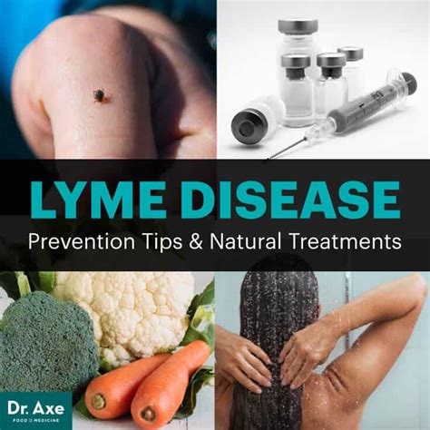 can amoxicillin treat lyme disease